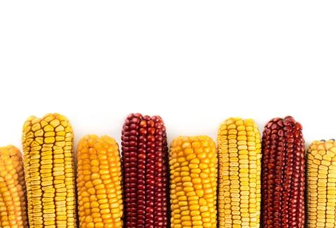 Dried corn background Stock Photos