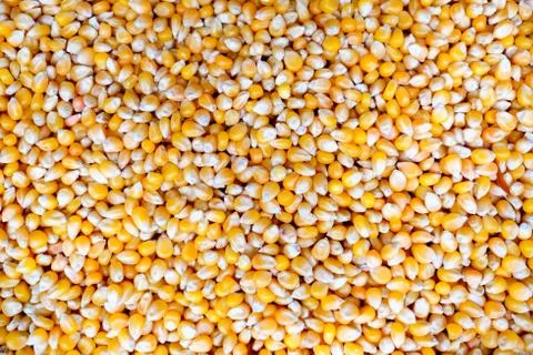 Dried corn background 写真素材