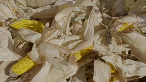 Dried corn in a barrel Stock Footage 287643319