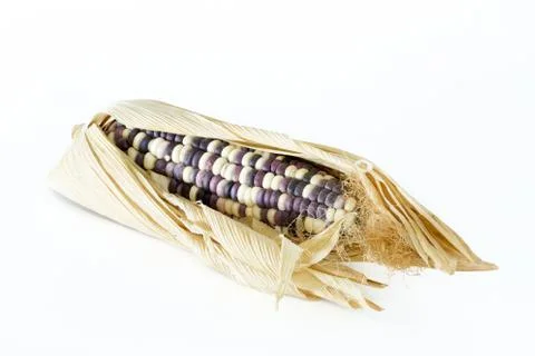 Dried corn for breeding Foto stock