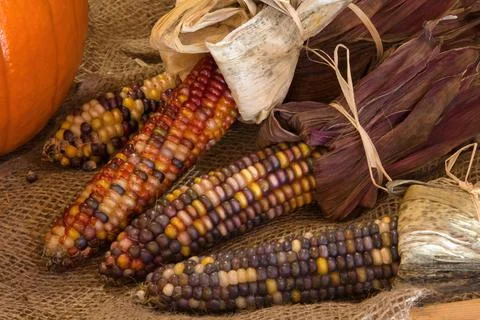 Dried corn on the cob burlap bag dry organic vegetarian food thanksgiving Stock-Fotos