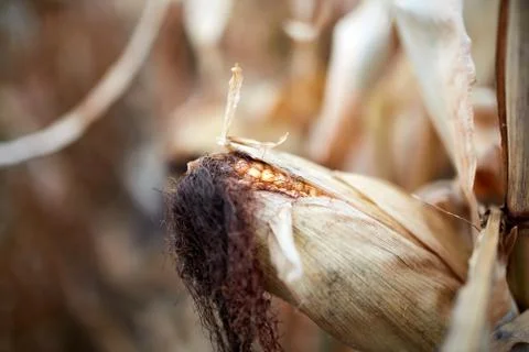 Dried corn cob with exposed kernels Foto stock