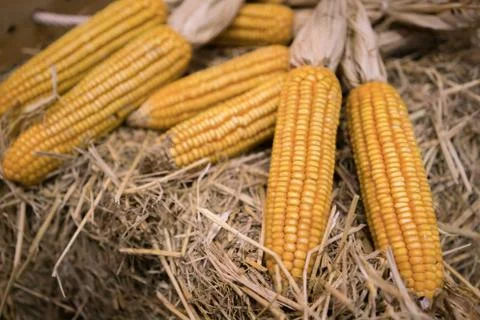 Dried corn cob Foto stock