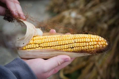 Dried Corn on the Cob Stock Photos