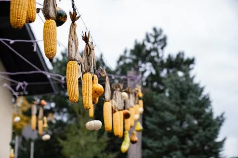 Dried Corn Cobs and Gourds Hanging Outdoors Stock Photos