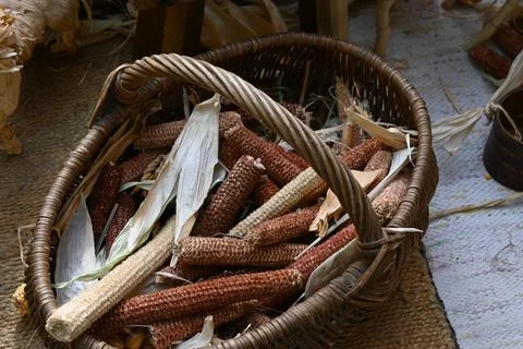 Dried corn cobs and husks in a wicker basket Stockfoto's
