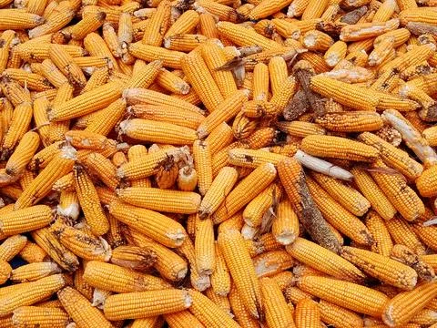 Dried Corn Cobs Background with Golden Yellow Texture Stock Photos
