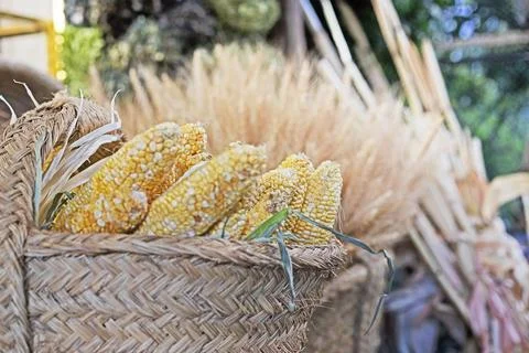 Dried corn cobs in a basket; farm setting Fotos de archivo