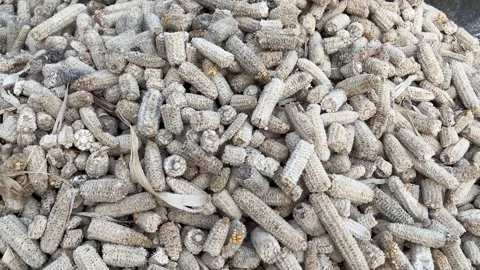 Dried Corn Cobs Close-Up | Kernel-Removed Maize Cobs Landscape 4K Stock Footage 321515627