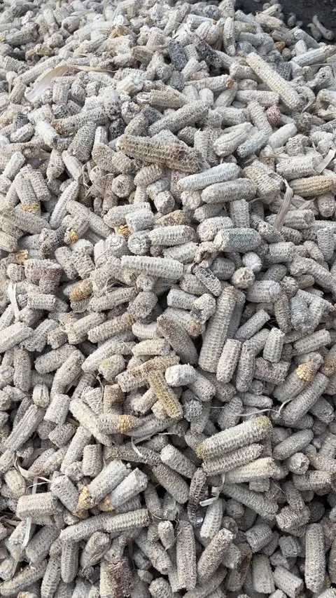 Dried Corn Cobs Close-Up | Kernel-Removed Maize Cobs Vertical 4K Видео 321515630