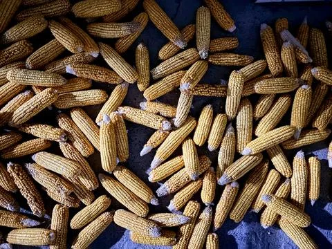 Dried Corn Cobs on a Dark Surface Fotos de archivo