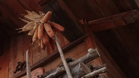Dried corn cobs decoration Stock Footage 82435856
