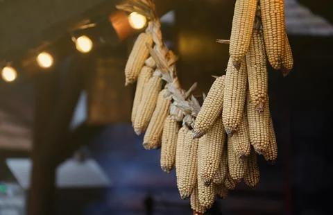 Dried corn cobs. Dried Corns hanging on rustic wall Stock Photos