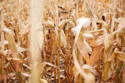 Dried corn cobs growing on maize plants Stock Photos