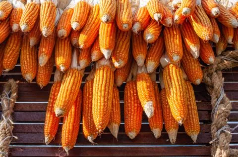 Dried corn cobs hanging over wooden wall to dry out. Stock Photos