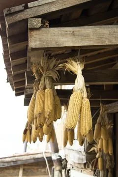 Dried Corn Cobs Hanging Stock Photos