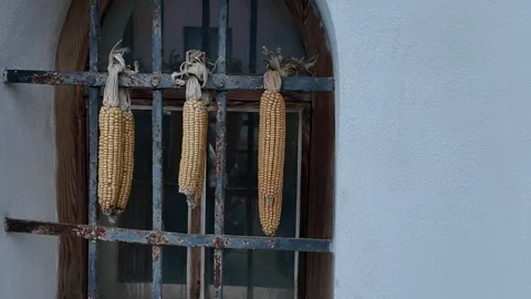 Dried corn cobs hanging on a rustic window grate, traditional harvest decoration Видео 339290548