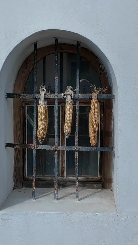 Dried corn cobs hanging on a rustic window grate in an old building Видео 339290694