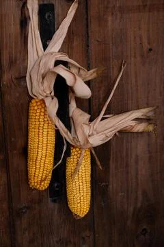Dried Corn Cobs Hanging on Rustic Wooden Wall Stock Photos