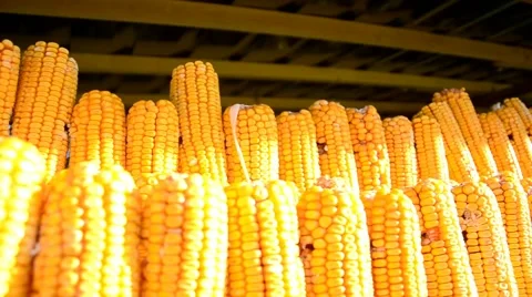 Dried corn cobs hanging on the string in the shed Stock Footage 41636481