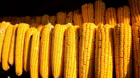 Dried corn cobs hanging on the string in the shed Stock Footage 41636566