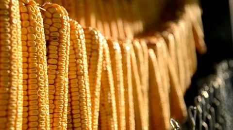 Dried corn cobs hanging on the string in the shed Stock Footage 41636720