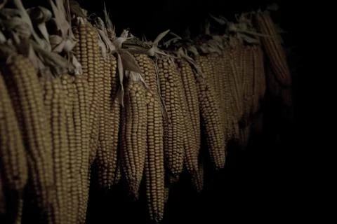 Dried corn cobs hanging on the string in the shed Stock Photos