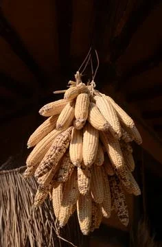 Dried corn cobs hanging on the string Stock Photos