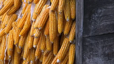 Dried corn cobs hanging on wooden village house wall - Rustic and Country Home Stock Footage 339481374