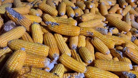 Dried Corn Cobs Harvest Collection Stock Footage 336859074