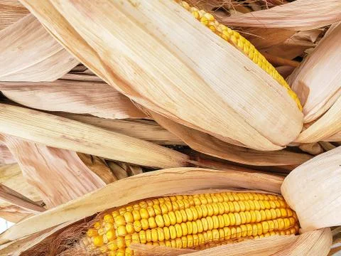 Dried corn cobs in husk Stock Photos
