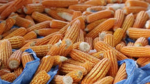 Dried corn cobs panning shot 1 Video stock 251387621