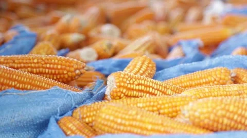 Dried corn cobs panning shot 2 Video stock 251387972