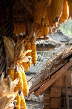 Dried corn on cobs. Stock Photos