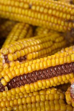 Dried corn cobs Stock Photos
