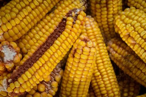 Dried corn cobs Stock Photos
