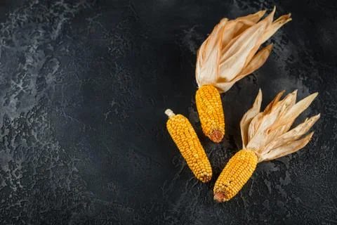 Dried corn on cobs Stock Photos