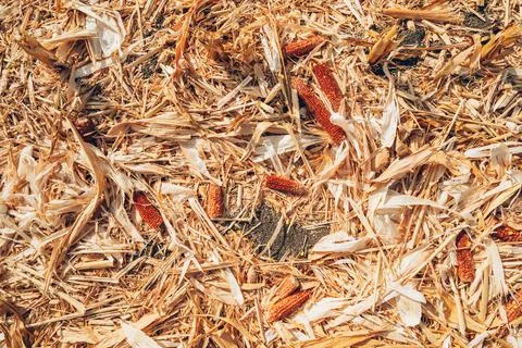 Dried corn cobs scattered across harvested maize residue in an agricultural.. Fotos Stock