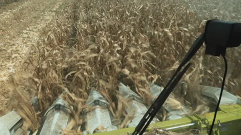 DRIED CORN COLLECTION WITH TRACTOR Stock Footage 306696500
