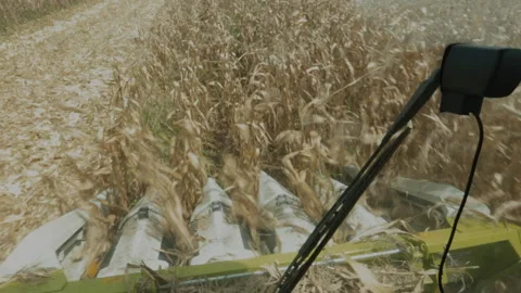 DRIED CORN COLLECTION WITH TRACTOR Stock Footage 306696501
