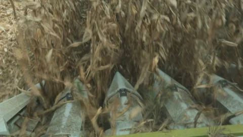 DRIED CORN COLLECTION WITH TRACTOR Stock Footage 306696554