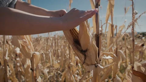 Dried Corn Ear Vídeos de archivo 169693715