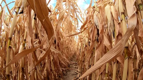 Dried corn field, global warming, crop failure, Bavaria, 4k Stock Footage 93996543