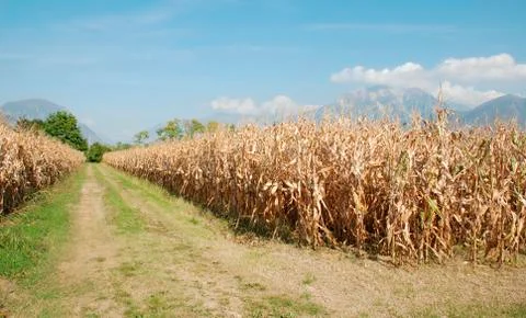 Dried Corn Field Stock Photos