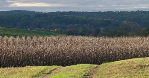 Dried Corn Field in Valley with Slight Breeze, static shot 库存影片 66909369