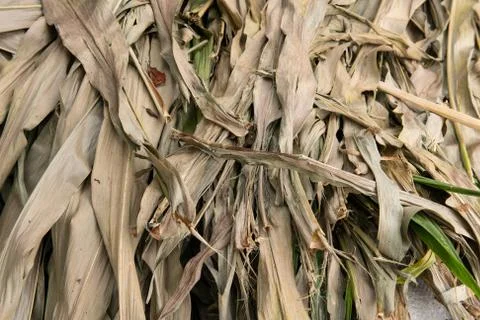 Dried Corn Foliage Stock Photos