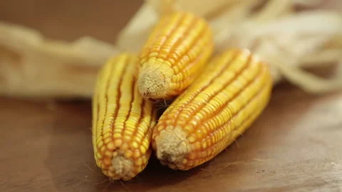 DRIED CORN Stock Footage 306696451