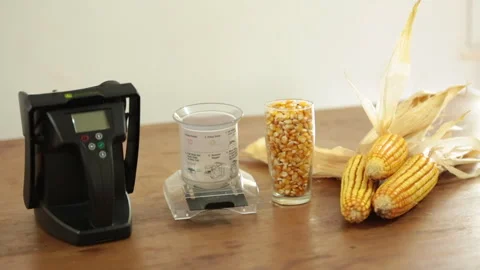 DRIED CORN Stock Footage 306696460