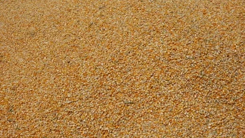 DRIED CORN Stock Footage 306696678
