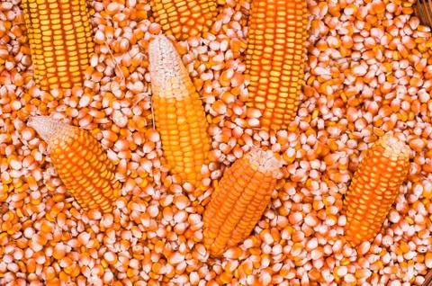 Dried corn grain and corn cob prepare for popcorn Stock Photos